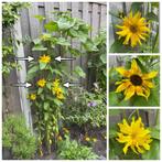 Zaden zonnebloem mix geel vertakt laag, Ophalen of Verzenden, Voorjaar, Volle zon, Zaad