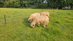Te koop schitterende Hampshire Down  volbloed dekrammen, Mannelijk, Schaap