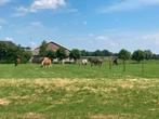 Pension stal Ede, Stalling, 2 of 3 paarden of pony's