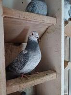 Ooievaar doffer 2025, Mannelijk, Postduif