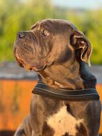 Cane corso pups verwacht.., Dieren en Toebehoren, Overige rassen, 8 tot 15 weken, Meerdere, Meerdere dieren