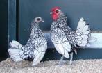 Sebright kriel kippen | mooie sierkippen, ingeënt en gezond!, Dieren en Toebehoren, Pluimvee, Kip, Meerdere dieren