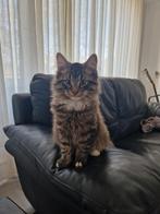 Dekkater mainecoon/bengaal. (Kat niet te koop), Kater
