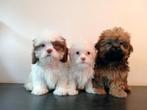 Mooie Boomer pups ShihTzu x Maltezer.., Dieren en Toebehoren, Honden | Chihuahua's en Gezelschapshonden, Nederland, Overige rassen
