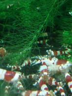 Hele mooie, gezonde Crystal Red garnaaltjes, Dieren en Toebehoren, Kreeft, Krab of Garnaal, Zoetwatervis, Schoolvis