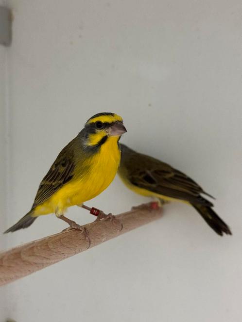 Mozambique sijs - serinus mozambicus, Dieren en Toebehoren, Vogels | Overige Vogels, Tropenvogel, Meerdere dieren, Geringd