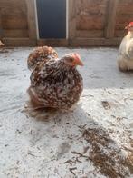 Raszuivere Cochin kriel hennen 2025, Dieren en Toebehoren, Pluimvee, Vrouwelijk, Kip