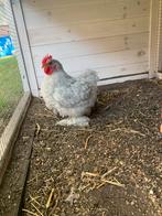 Cochin haan parelgrijs, Dieren en Toebehoren, Mannelijk, Kip