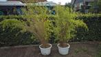 2 stuks grote (+200 cm) niet woekerende bamboe in witte pot., Ophalen, Bloeit niet, Overige soorten, 100 tot 250 cm