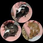 Muizen vrouwtjes (€20 voor 3 kleurmuizen), Dieren en Toebehoren, Juli, Vrouwelijk, Muis