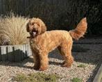 GEZOCHT "Labradoodle" GEZOCHT, Dieren en Toebehoren, Overige rassen, 1 tot 2 jaar, Geslacht onbekend, Eén hond