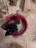 1 lief goudhamster mannetje zoekt goed huis, Hamster, Augustus, Mannelijk, Tam