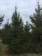 Kerstbomen groot 5-6 mtr  3 stuks, Tuin en Terras, Planten | Bomen, Overige soorten, Zomer, 400 cm of meer, Ophalen
