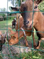 Aanhankelijk hoornloos dwerggeit bokje, Dieren en Toebehoren, Schapen, Geiten en Varkens, Mannelijk, Geit
