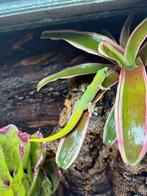 Goudstofdaggekko – Phelsuma laticauda (halfwas), Dieren en Toebehoren, Amfibie, 0 tot 2 jaar