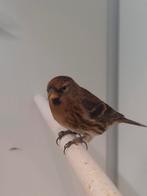 5-5 Kleine barmsijsen, Dieren en Toebehoren, Vogels | Overige Vogels, Meerdere dieren, Wildzangvogel, Geringd