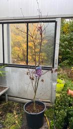 Japanse esdoorn ‘bloodgood’ rood, Ophalen, Bloeit niet, Halfschaduw, Overige soorten