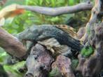 Kleine clownplecco, Dieren en Toebehoren, Vissen | Aquariumvissen, Vis