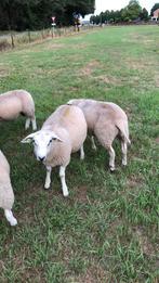 Schapen bokken, Dieren en Toebehoren, Schapen, Geiten en Varkens, Mannelijk, Schaap