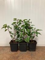 Portugese laurier kluit/pot Prunus lusitanica Angustifolia, Ophalen, Laurier, Haag, Minder dan 100 cm