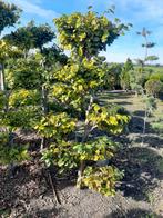 Fagus Sylvatica Beuk Plateau - 125/150cm vormsnoei €70,00, Tuin en Terras, Ophalen of Verzenden, Bloeit niet, Halfschaduw, Overige soorten
