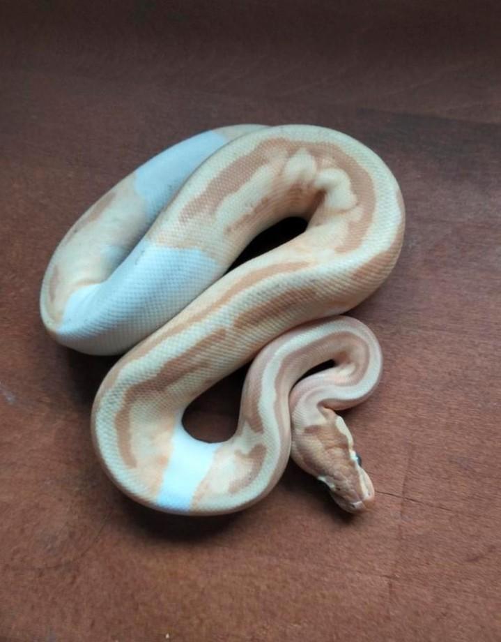 Python regius - Ball python 0.1 (repost)