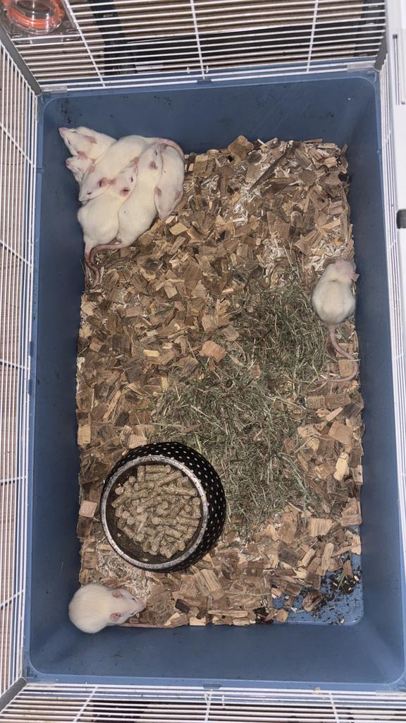 Mannetjes husky’s, Dieren en Toebehoren, Knaagdieren, Mannelijk, Rat, Augustus