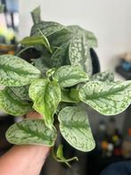 Scindapsus Trebie stekjes 4 voor €5, Overige soorten, Minder dan 100 cm, Bloeiende kamerplant, Halfschaduw