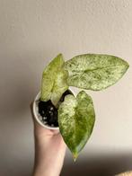 Alocasia macrorrhiza camouflage, Ophalen of Verzenden, Halfschaduw, Minder dan 100 cm