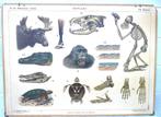 Schoolplaat, Borneo., Ophalen, Natuur en Biologie
