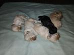 Amerikaanse cocker spaniel pups, Dieren en Toebehoren, 8 tot 15 weken, Meerdere, Meerdere dieren, Spaniël
