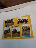 EXLOO. SCHAAPSSCHEERDERSFEEST, Ophalen of Verzenden, Zuid-Holland