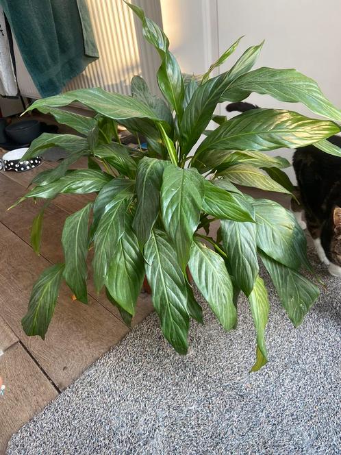 Lepel plant, vredeslelie, spathiphyllum, Huis en Inrichting, Kamerplanten, Overige soorten, Minder dan 100 cm, Ophalen of Verzenden