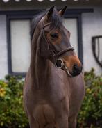 4,5 jarige talentvolle new forest pony, Dieren en Toebehoren, Pony's, Merrie, B, Gechipt, Springpony