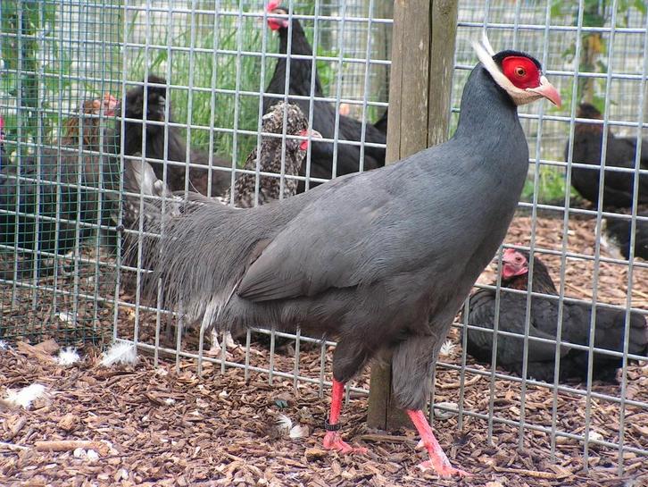 Verschillende soorten fazanten | Deskundig advies, Dieren en Toebehoren, Pluimvee, Overige soorten, Meerdere dieren