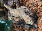 Chahoua gekko's, Dieren en Toebehoren, Reptielen en Amfibieën, Hagedis, 0 tot 2 jaar