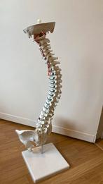 Gedetailleerd Wervelkolom – 75 cm - Zo goed als nieuw, Ophalen, Zo goed als nieuw