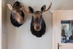 Canadese Eland koppel, Ophalen of Verzenden, Nieuw, Wild dier, Opgezet dier