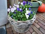Breng wat KLEUR aan in je HERFSTTUIN! MAND gevuld met VIOLEN, Tuin en Terras, Overige materialen, Gebruikt, Tuin, Rond