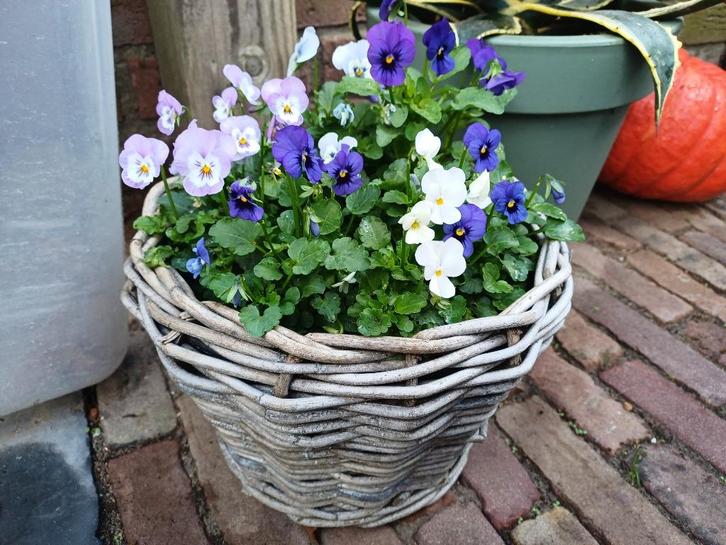 Breng wat KLEUR aan in je HERFSTTUIN! MAND gevuld met VIOLEN, Tuin en Terras, Bloempotten, Gebruikt, Overige materialen, Balkon
