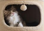 Selkirk Rex X Perzisch Katertjes, Dieren en Toebehoren, Katten en Kittens | Raskatten | Langhaar, Kater, Ingeënt
