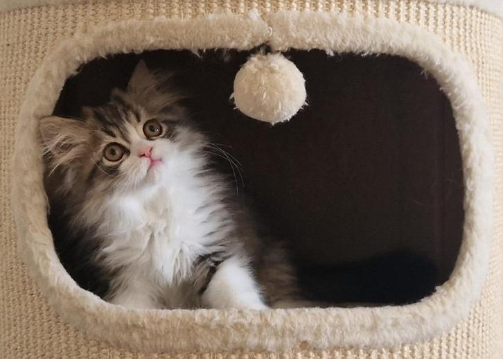 Selkirk Rex X Perzisch Katertjes, Dieren en Toebehoren, Katten en Kittens | Raskatten | Langhaar, Kater, Ingeënt