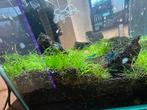 Nanocube 40L aquarium, kant en klaar shrimp breeding!, Ophalen, Zo goed als nieuw