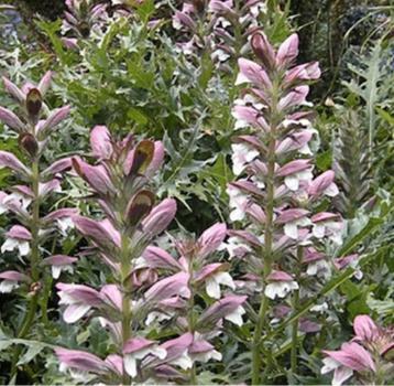 Acanthus, mooie, vaste plant. Veel stekken. beschikbaar voor biedingen