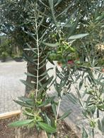 Olijfboom in houten geimpregneerde bloembak te koop!!!!, Ophalen of Verzenden, Olijfboom, 250 tot 400 cm, Zomer