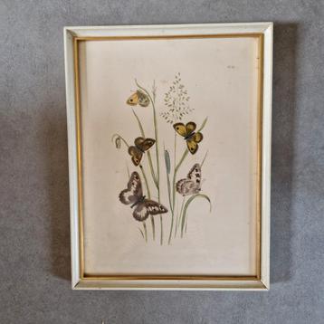vintage lijst met prent vlinders vlinder schilderij beschikbaar voor biedingen