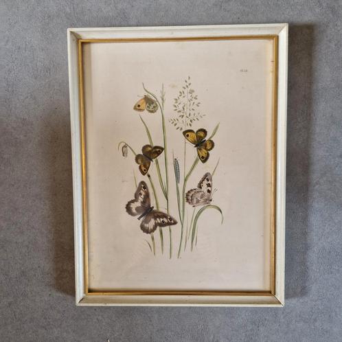 vintage lijst met prent vlinders vlinder schilderij, Antiek en Kunst, Curiosa en Brocante, Ophalen of Verzenden