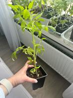 Vleestomaat tomatenplant moestuinplanten tomaat, Zomer, Ophalen, Groenteplanten, Eenjarig