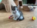 Nog 1 kater kitten zoekt warm thuis!, Kortharig, 0 tot 2 jaar, Kater