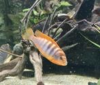 Te koop: Labidochromis hongi red, Dieren en Toebehoren, Vissen | Aquariumvissen